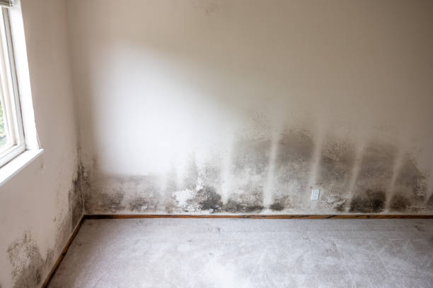 Best Environmental Consulting for Mold Prevention  in Nashua, NH